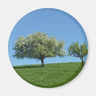 Aimant pommier