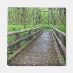 Aimant pont en bois du sentier Maple Glade, fougères et