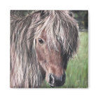 Pony de Shetland mignon