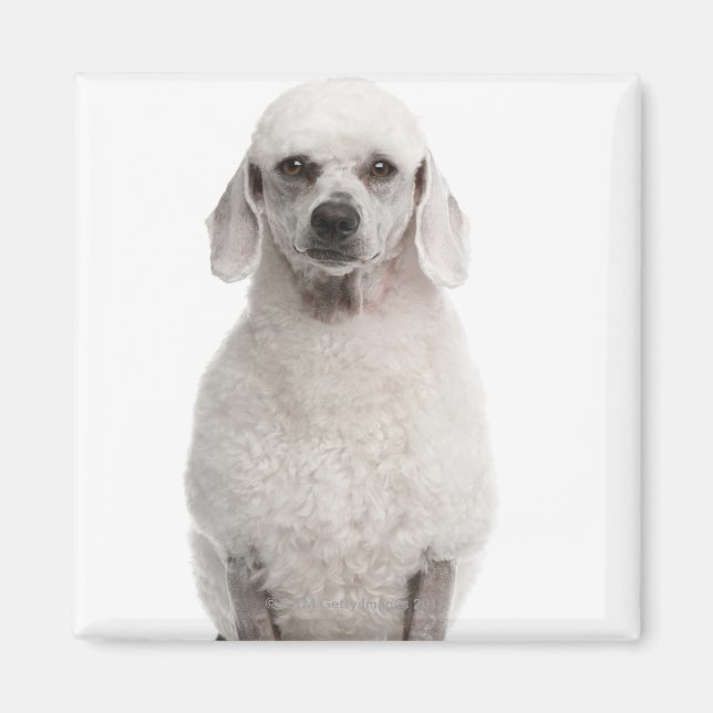 Aimant Poodle (1 an) (Devant)