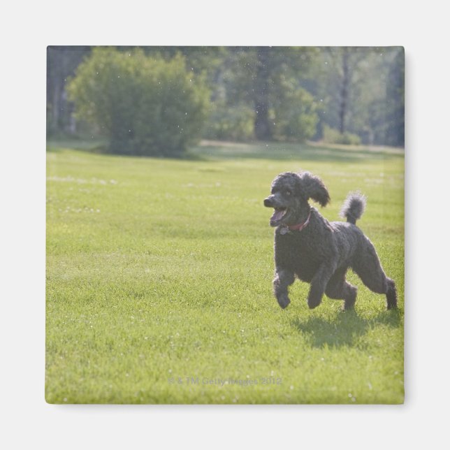 Aimant Poodle à la frisbee (Devant)