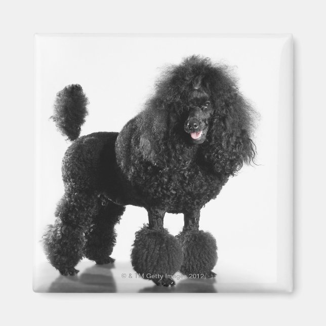 Aimant Poodle noir découpé (Devant)