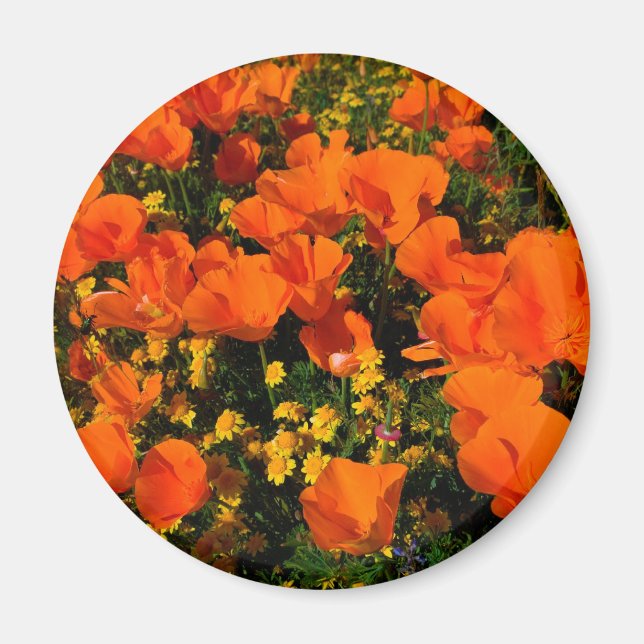 Aimant Poppies de Californie (Devant)