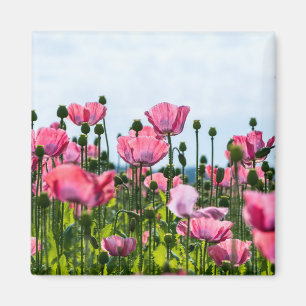 Aimant Poppies roses