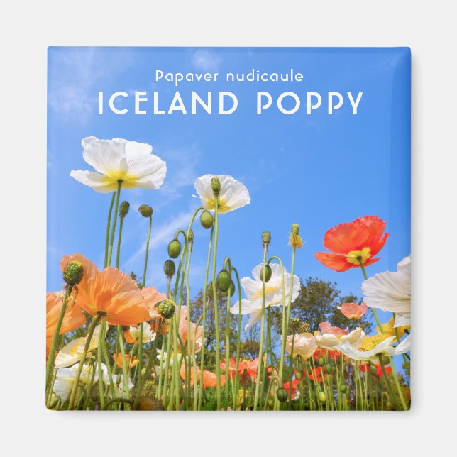 Aimant Poppy d'Islande (Devant)