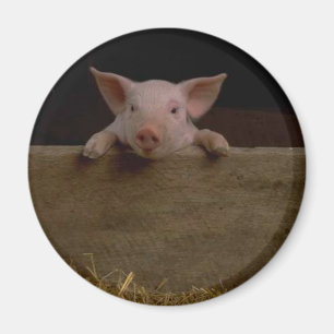 Aimant Porcelet mignon