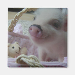 Aimant Porcelet mignon