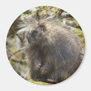Aimant Porcupine déterminée
