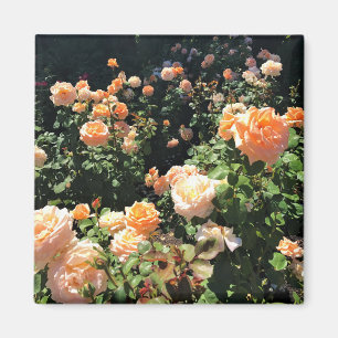 Aimant Portland Rose Garden