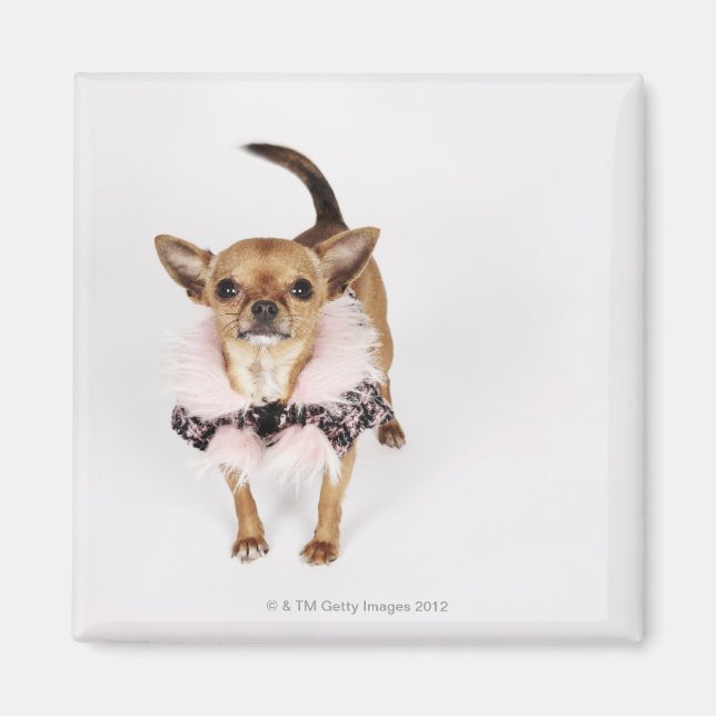 Aimant Portrait bizarre d'une Teacup Chihuahua (Devant)