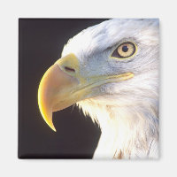 Portrait d'aigle royal, Haliaeetus leucocephalus,