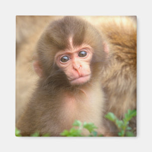 Aimant Portrait de bébé singe des neiges