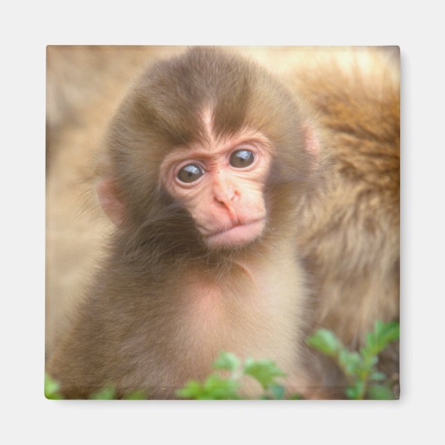 Aimant Portrait de bébé singe des neiges (Devant)
