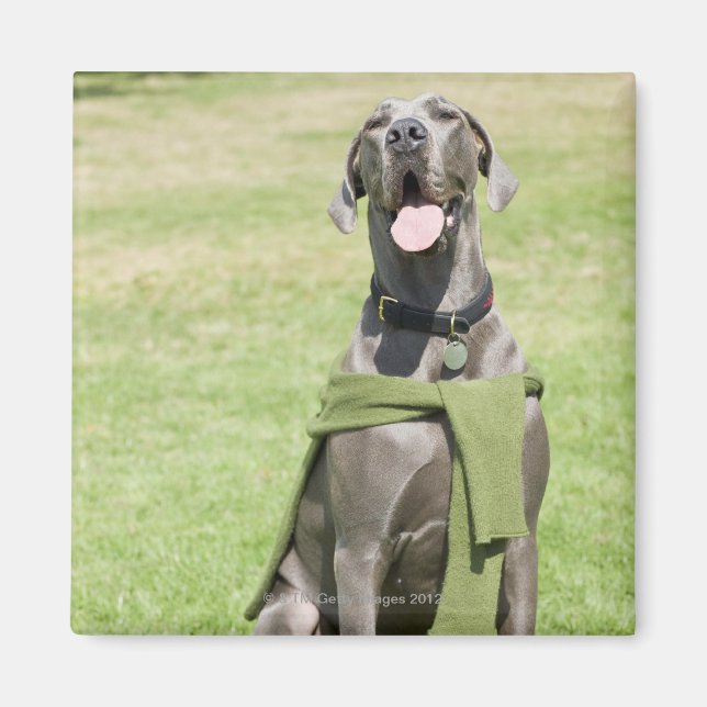 Aimant Portrait de Blue Great Dane (Devant)
