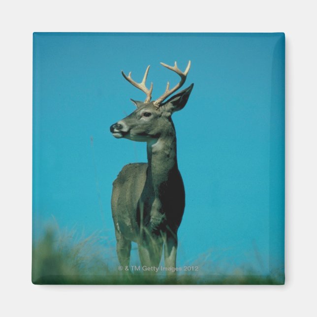 Aimant Portrait de cerf (Devant)