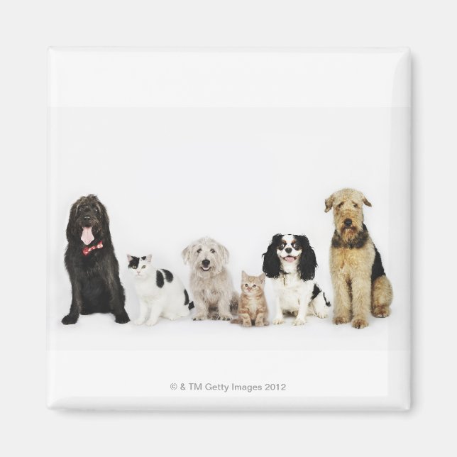 Aimant Portrait de chats et de chiens assis ensemble (Devant)