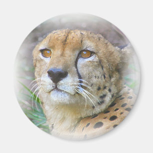 Aimant Portrait de Cheetah