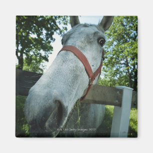 Aimant Portrait de cheval