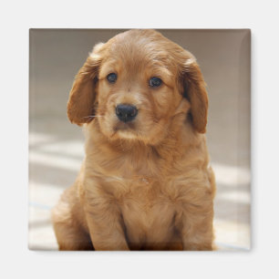 Aimant Portrait de chiot mignon photo