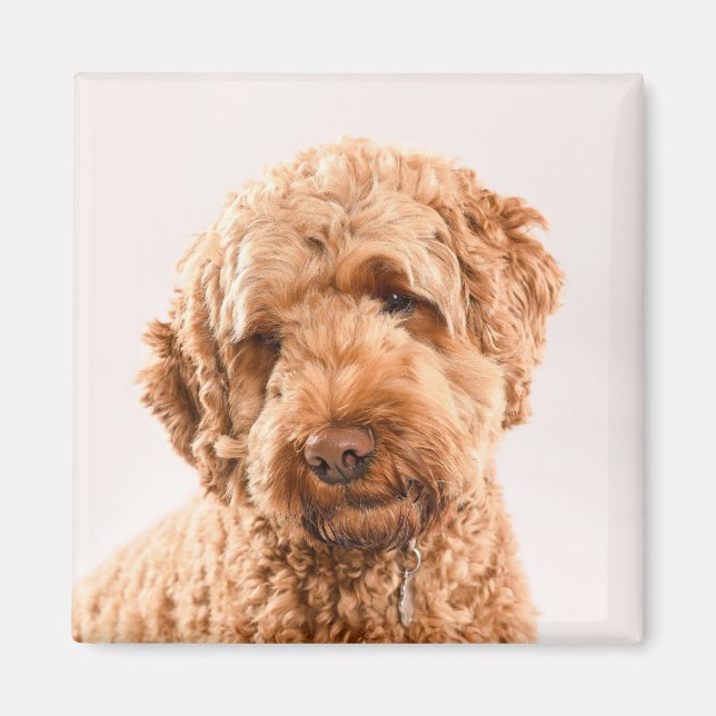Aimant Portrait de Goldendoodle Studio (Devant)