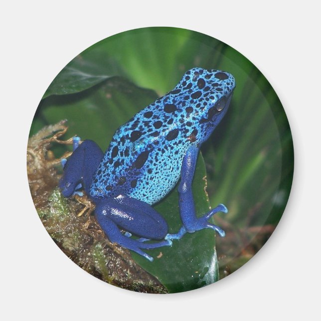 Aimant Portrait de grenouille à poison bleu (Devant)