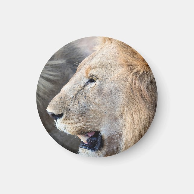 Aimant Portrait de Lion (Devant)