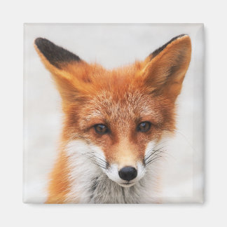 Aimant Portrait de mignon renard rouge sauvage avec de be