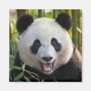 Aimant Portrait de Panda Souriant