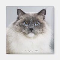 Portrait de Ragdoll