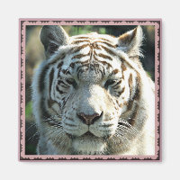 Portrait de tigre blanc avec des marques brun chau