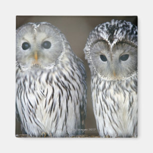 Aimant Portrait des hiboux