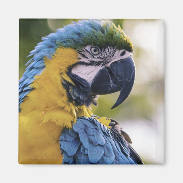 Aimant Portrait du profil de la perroquet macaw (Devant)