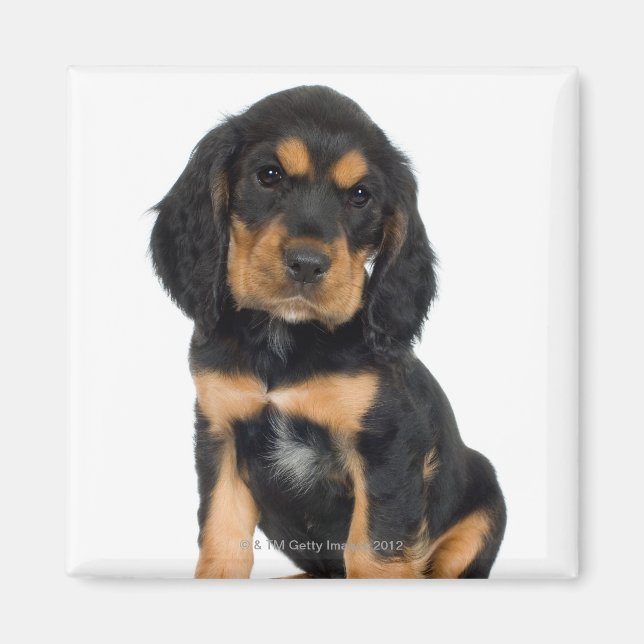 Aimant Portrait du studio du chiot Rottweiler (Devant)