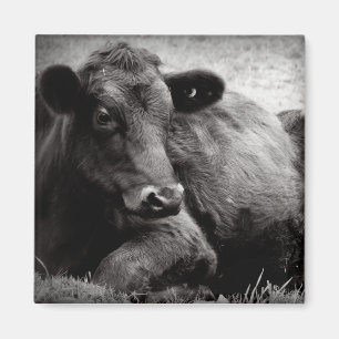 Aimant Portrait d'un Angus