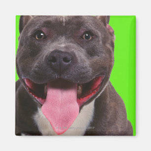 Aimant portrait d'un bouledogue