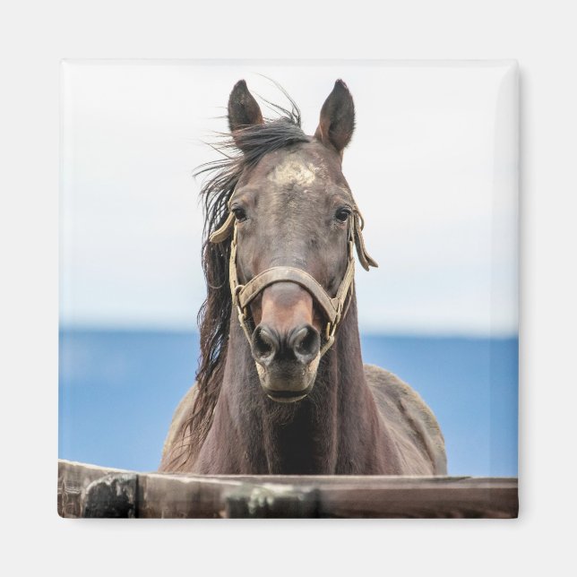 Aimant Portrait d'un cheval (Devant)