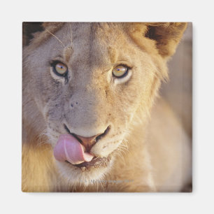 Aimant Portrait d'un jeune lion mâle menté