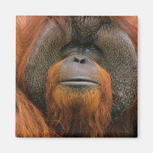 Aimant Portrait d'un orang-outan mâle, Géorgie, États-Uni