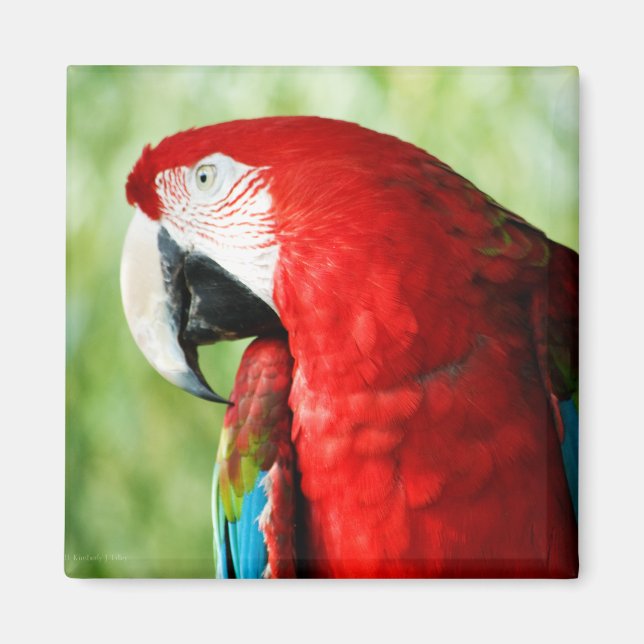 Aimant Portrait Macaw (Devant)