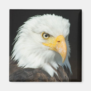 Aimant Portrait Majestic Bald Eagle
