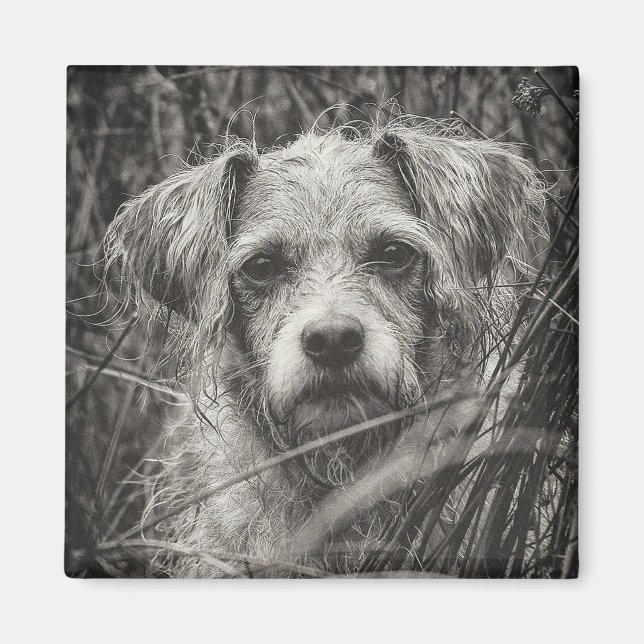 Aimant Portrait noir et blanc mignon et chiot photo (Devant)