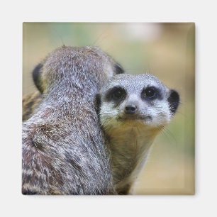 Aimant Portrait of meerkats or suricates  