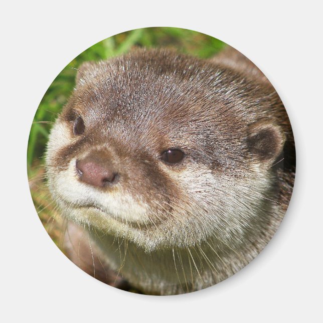 Aimant Portrait Otter (Devant)