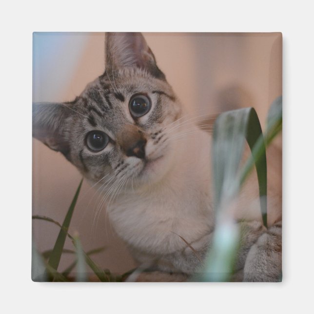 Aimant Portrait photo de chat (Devant)
