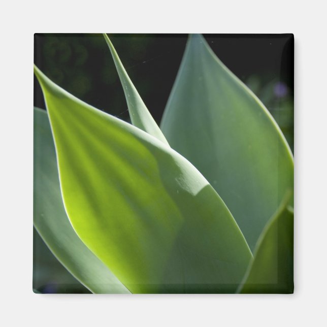 Aimant Portugal, Madère, Funchal. Botanique (Devant)