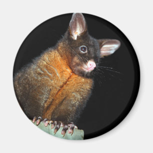 Aimant Possum la nuit