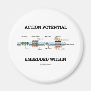 Aimant Potentiel d'action inclus dans (jonctions de