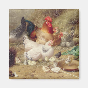 Aimant Poules nichant avec leurs poulets