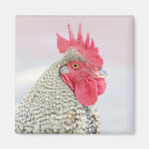 Aimant Poulet barré de Plymouth Rock