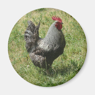Aimant Poulet de roche de Plymouth